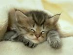 ** Kittyz best of **!!